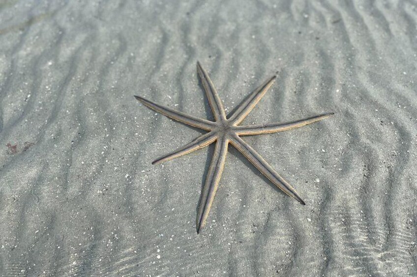 Sea star growing Back a short arm it lost to possibly a predator 4