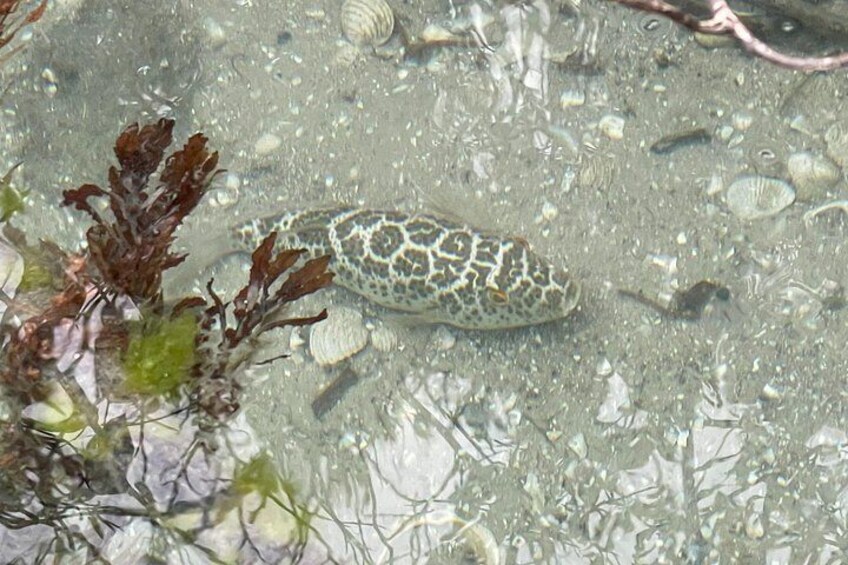 Checkered puffer fish loving the shallow waters of the mangroves 4