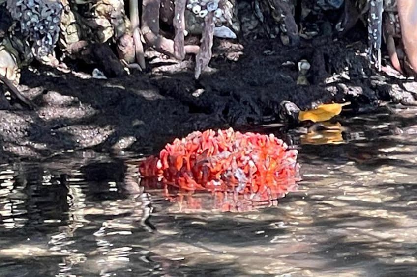 Fire spong 4