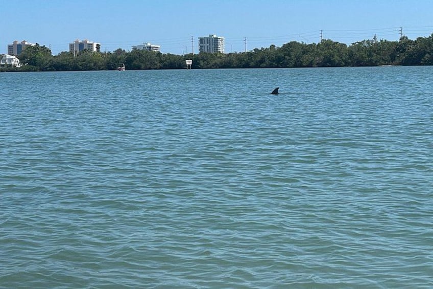 Spotting a dolphin 2