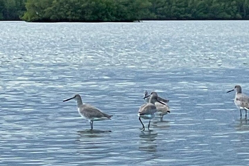 Wading birds 2