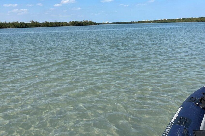 Large, beautiful dolphin watch sandbar to wade, swim 2