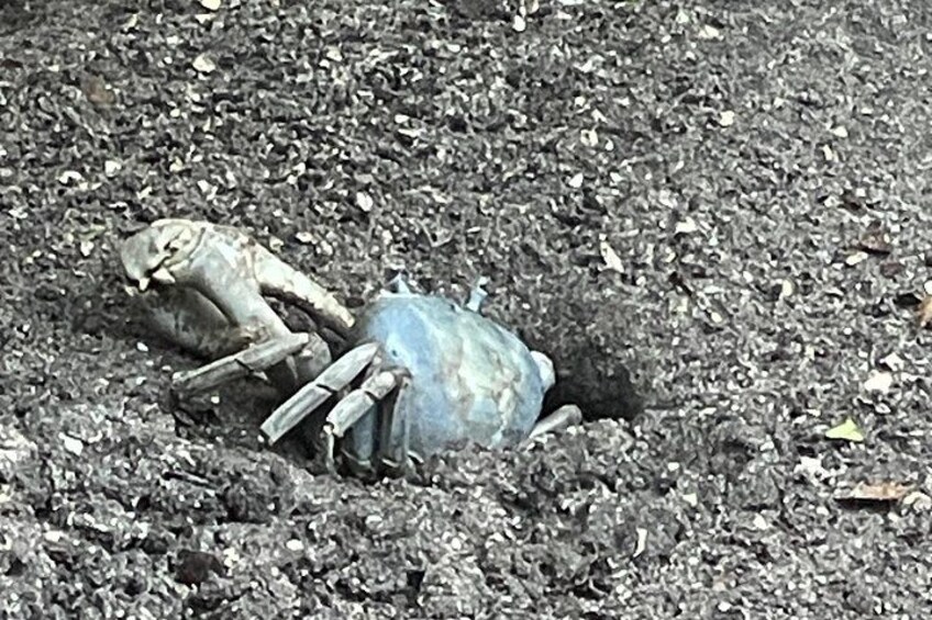 Blue land crab 3