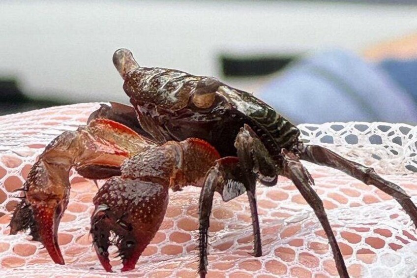 Mangrove tree crab 2
