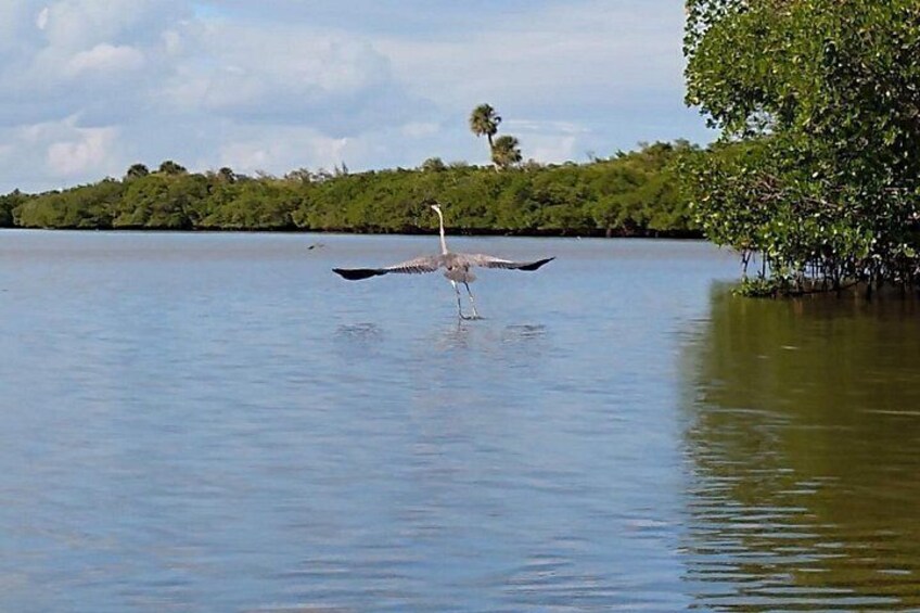 Ready for takeoff…great blue heron 5