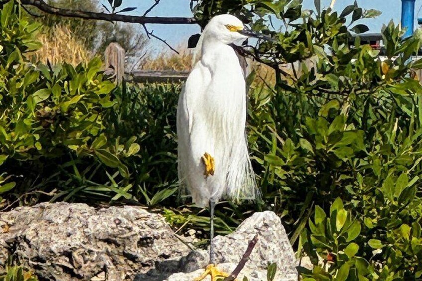 Look at my yellow feet, I’m a snowy egret and I’m beautiful! 4