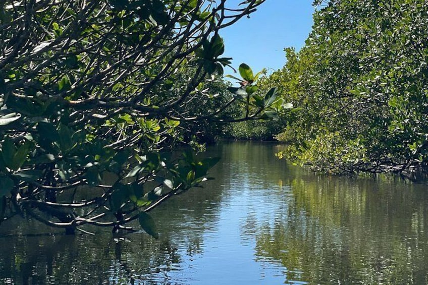 Beginning of mangrove tunnels in side the mangrove island 2