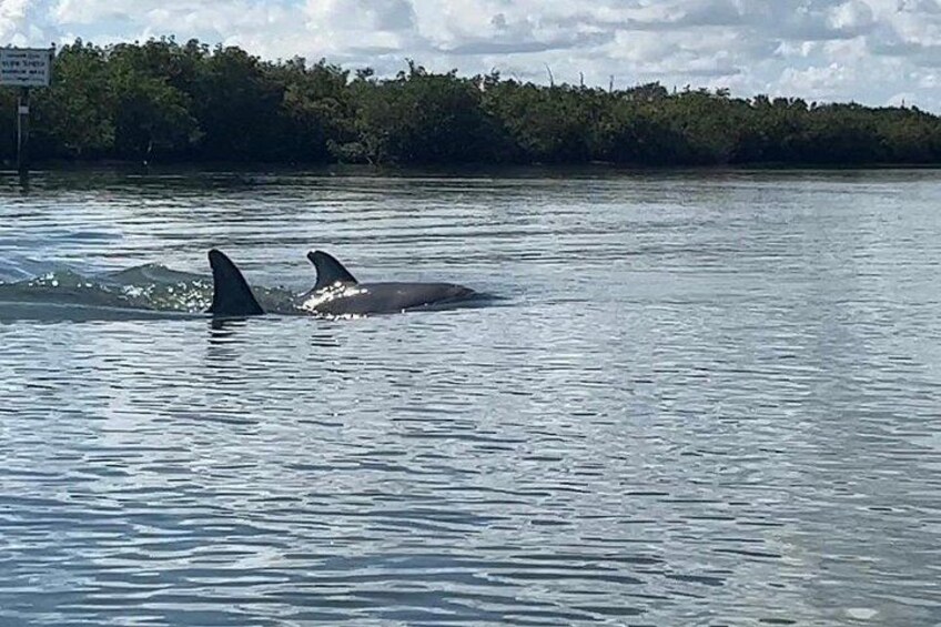 Always a good day when dolphins swim in front of the kayaks. 3