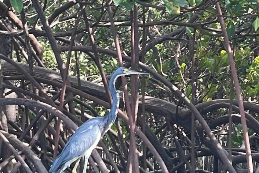 Tri-color heron on red mangrove roots 5