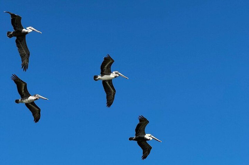 Pelicans in formation 5