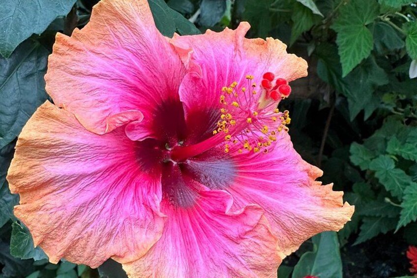 Visit the Botanical gardens 4