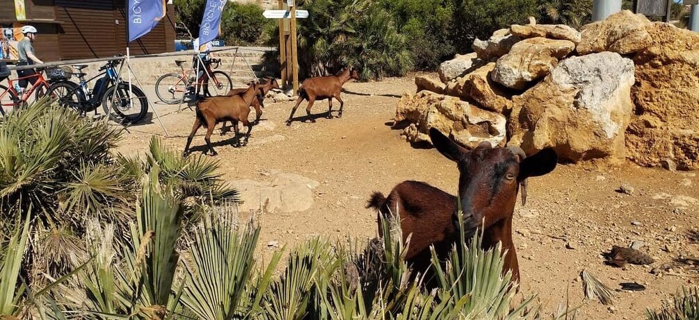 Picture 18 for Activity Alcudia: Quad Sightseeing Tour with Viewpoint and Beach