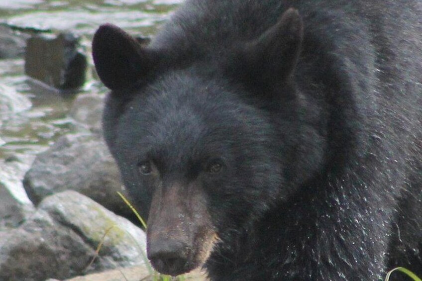 Momma Bear at Herring Cove. 2