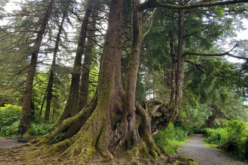Una foresta con alberi alti e un sentiero sterrato. 4