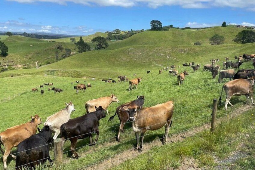 TAURANGA City & Scenic Sightseeing 2-hour Local Bus Tour 3