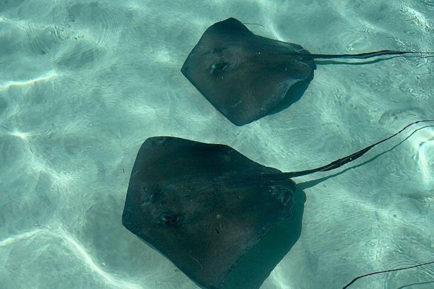 VIP Stingray City Adventure – Just for You 1