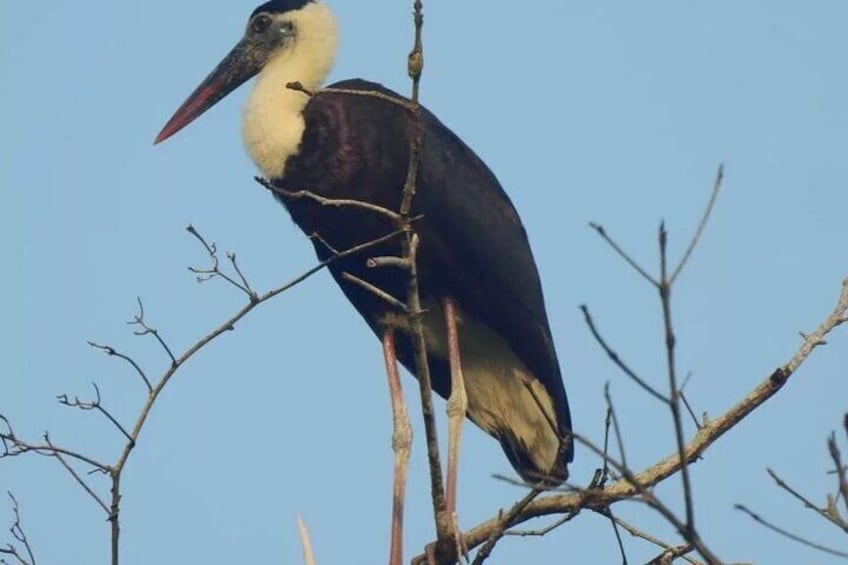 3-Day Ujung Kulon National Park Private Guided Tour