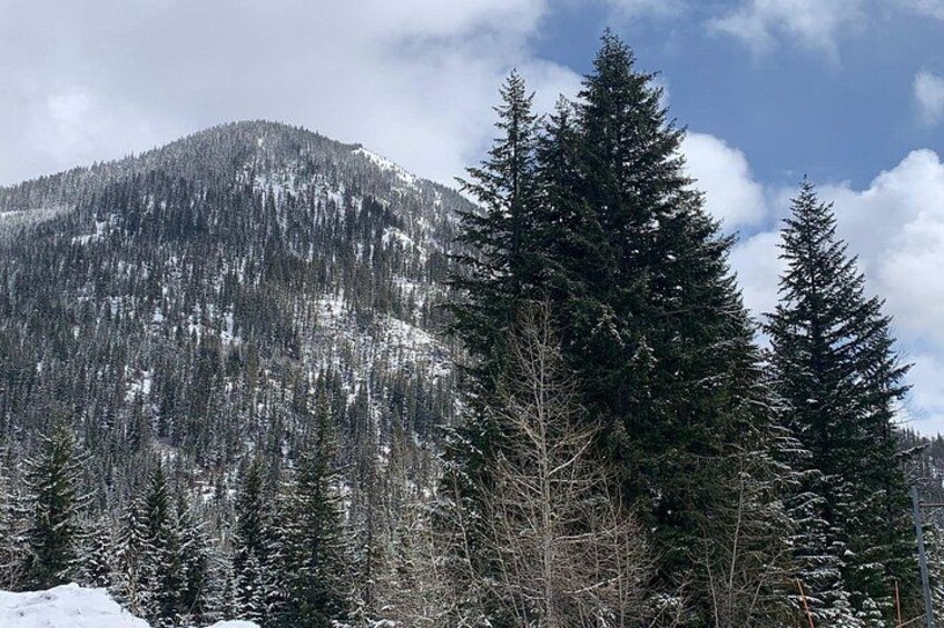 A snow-covered mountain with dense evergreen trees. 2