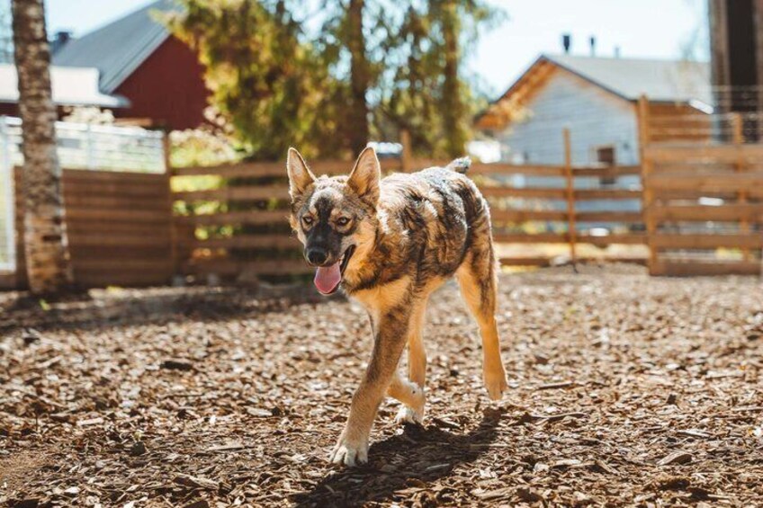 A dog walking on a dirt path in a fenced area with wooden structures in the background. 2