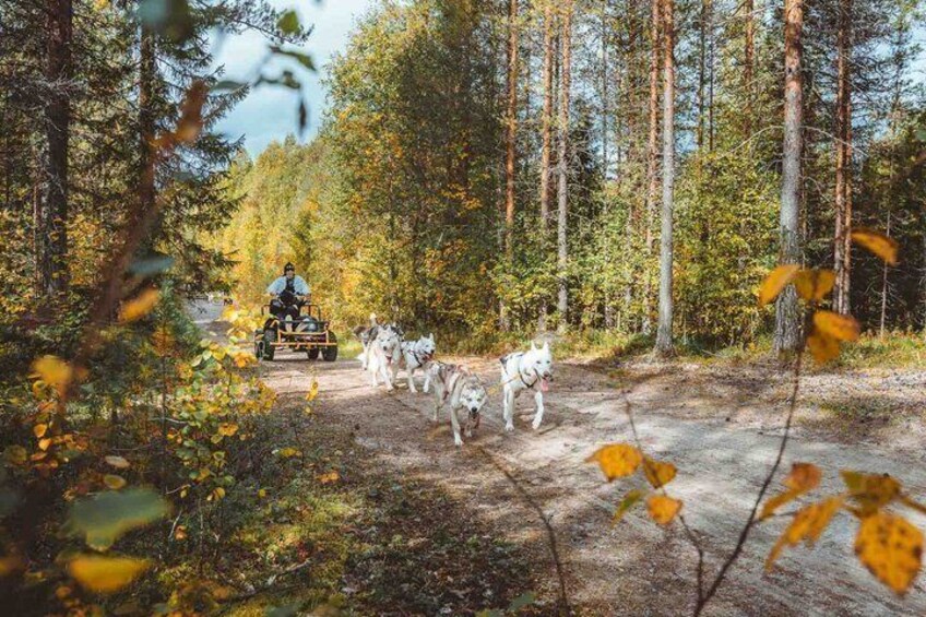 A person riding a quad bike on a forest trail with sled dogs. 4