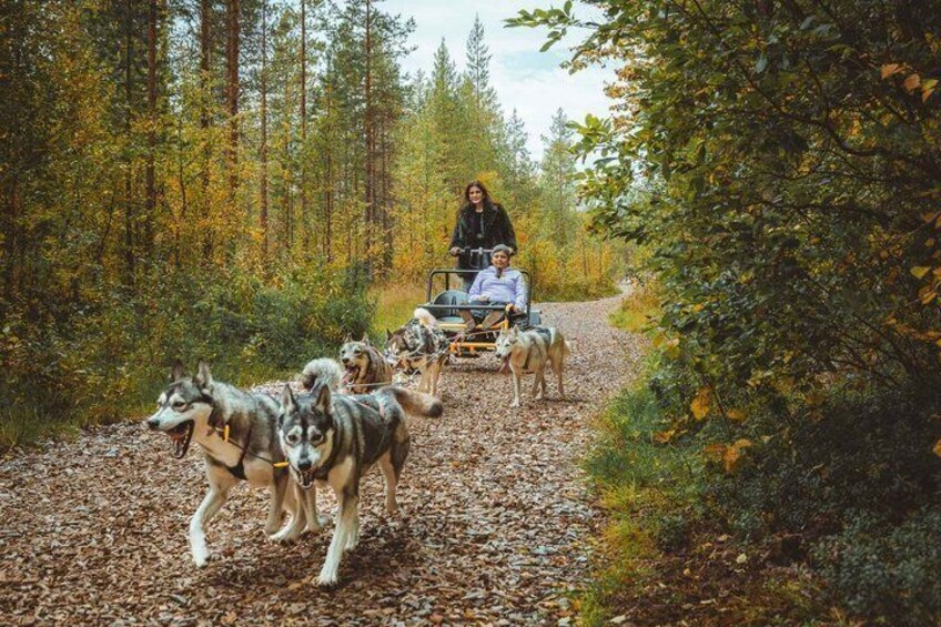 A person in a wheelchair being pulled by husky dogs on a forest trail. 1