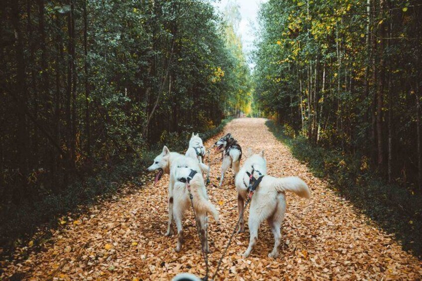A forest path with dogs wearing harnesses. 2