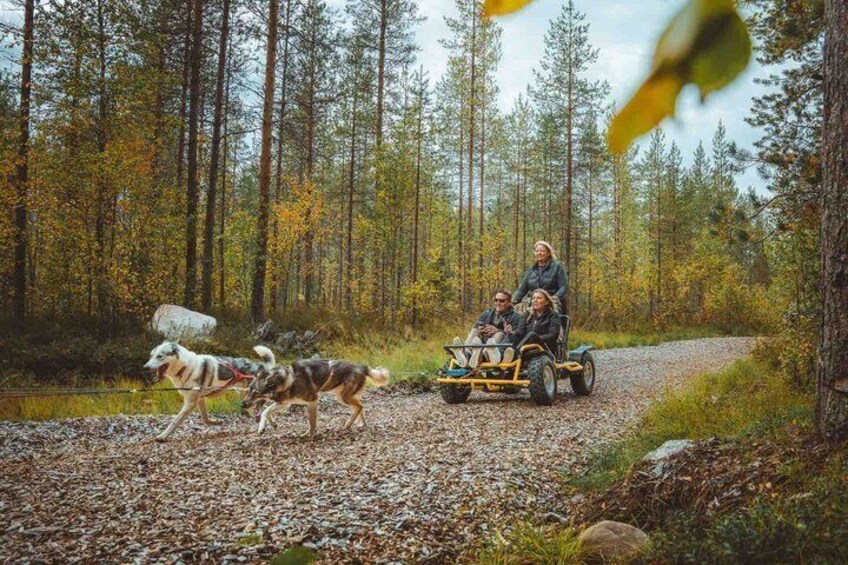 A forest path with a cart pulled by dogs and a person driving. 5