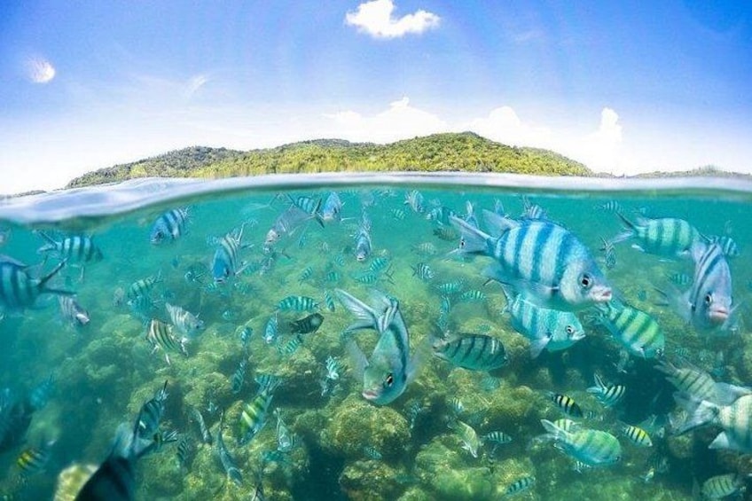 A clear underwater view of a coral reef with various fish species, a sandy beach, and a distant green island. 4