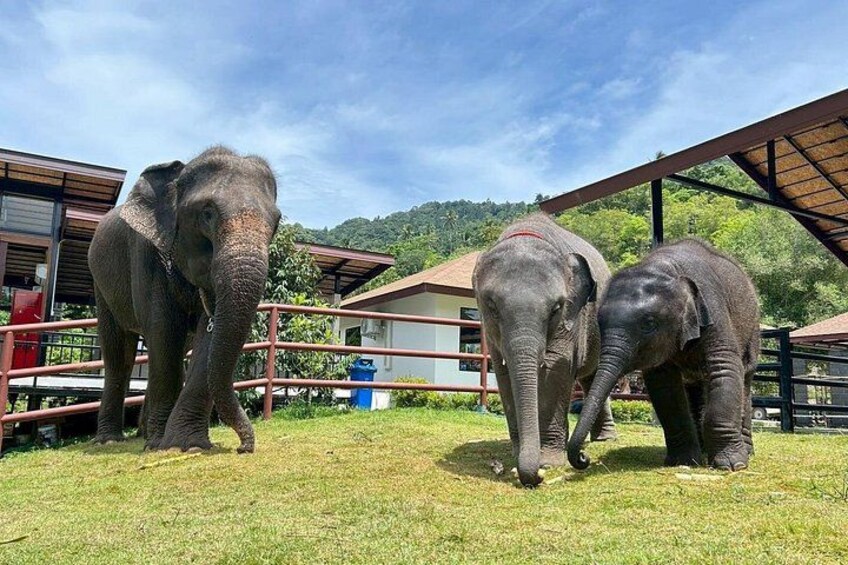 Visit Elephant camp if option selected 3