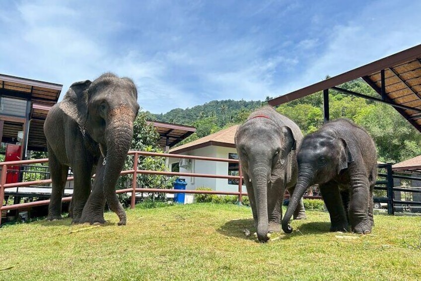Two elephants in an enclosure with a grassy field and a building in the background. 2