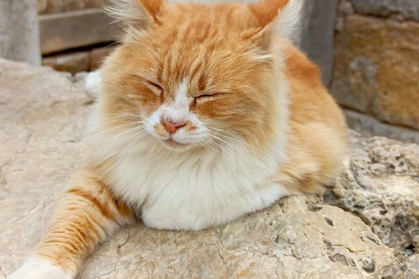 Un gato atigrado naranja y blanco, esponjoso, descansando sobre una superficie de piedra. 5