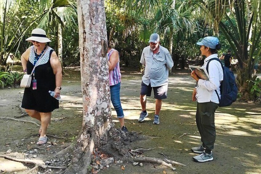 Un grupo de personas caminando por un sendero de tierra rodeado de árboles. 5