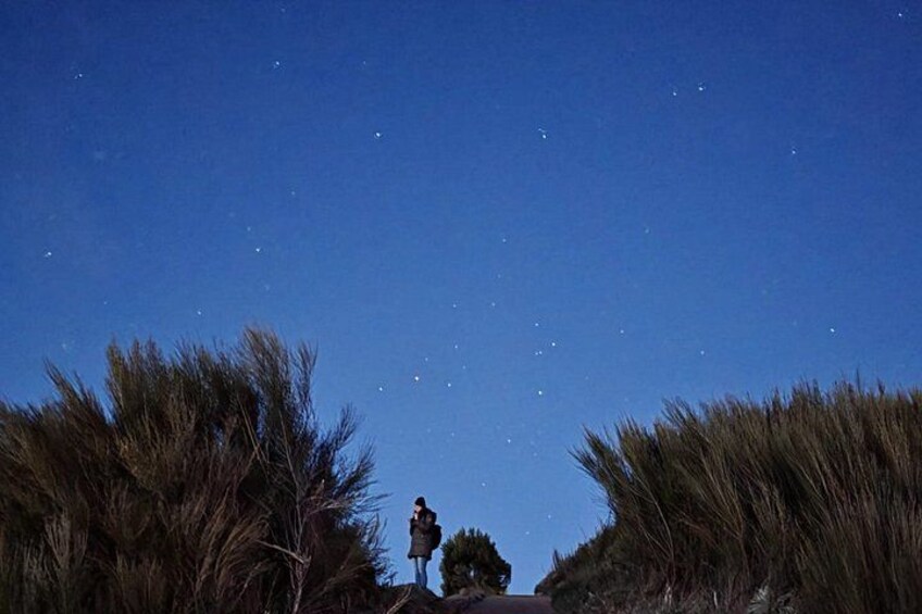 A person standing between tall grasses under a starry night sky. 4