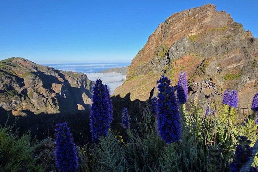 A mountainous landscape with rocky cliffs, a clear sky, and purple flowers in the foreground. 2