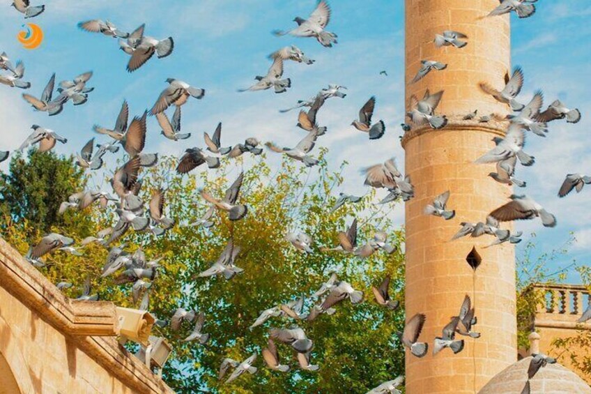Palomas volando alrededor de una torre y un edificio. 3
