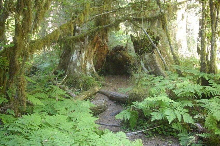 Fern trail. 1
