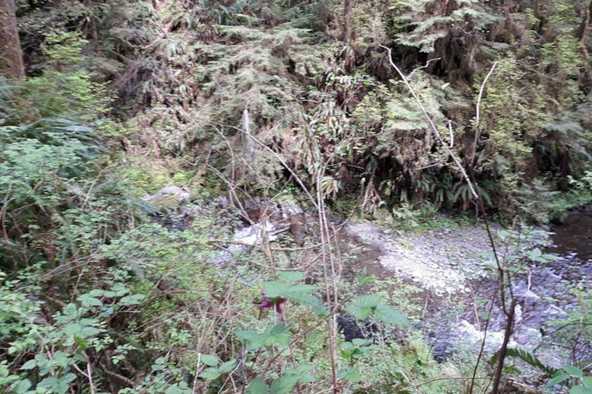Olympic Peninsula and Forest Tour 2