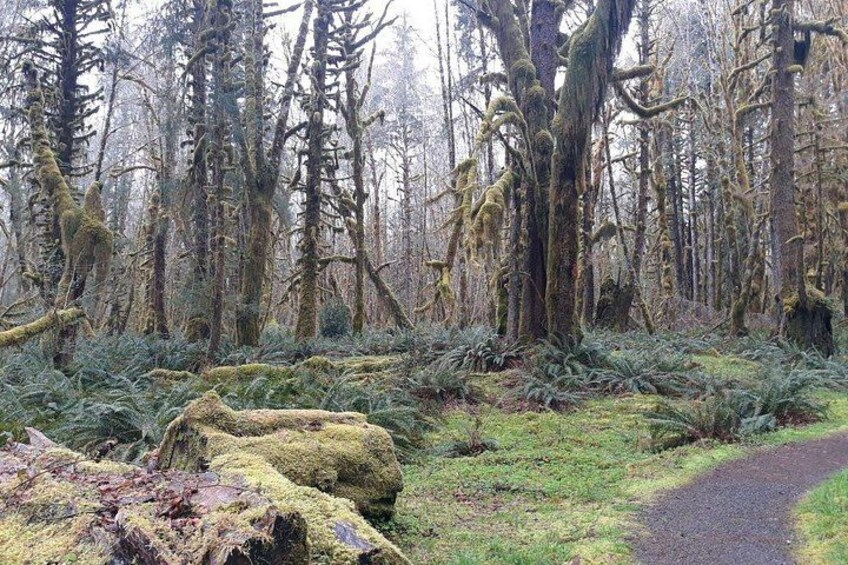 Olympic Peninsula and Forest Tour 2