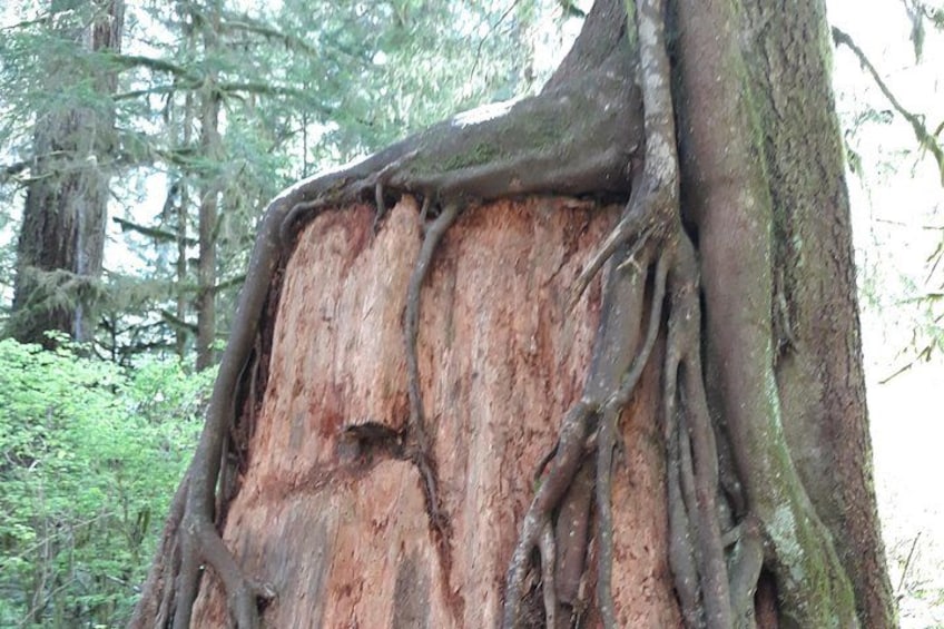 Olympic Peninsula and Forest Tour 3