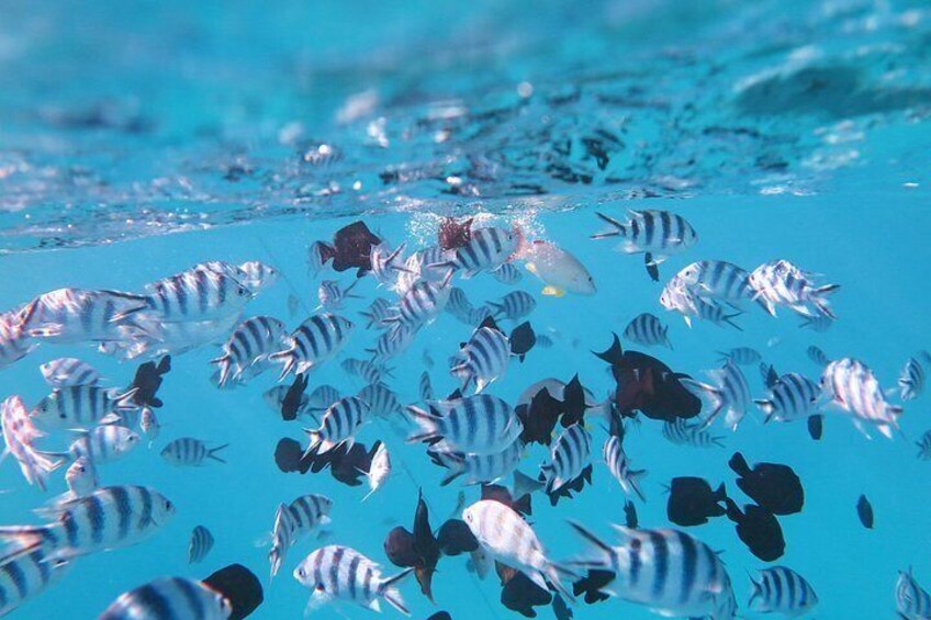 Un banc de poissons rayés nage dans une eau bleue et limpide. 4