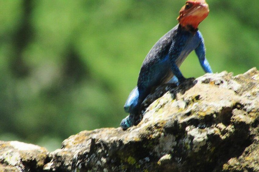 Un lagarto sobre una roca. 2