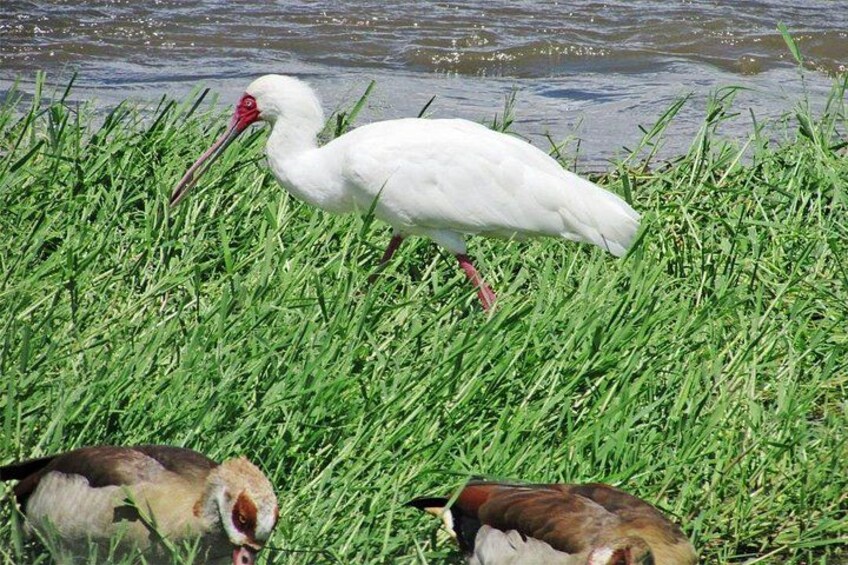 2 Days, 1 Night Safari - Lake Nakuru National Park From Kisumu 2