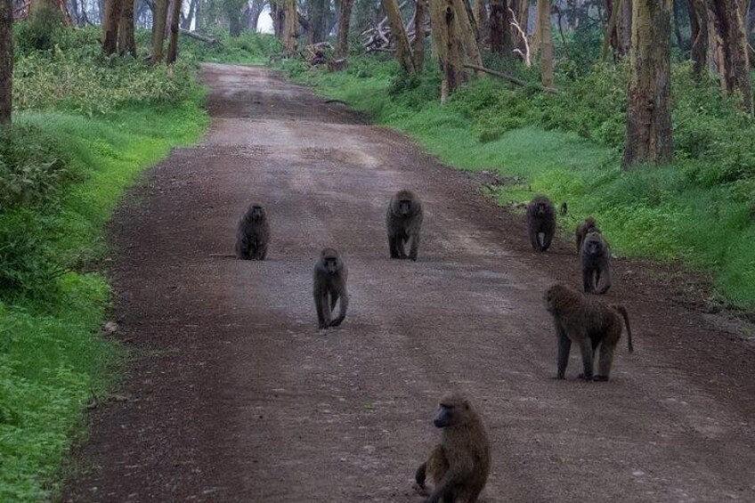 2 Days, 1 Night Safari - Lake Nakuru National Park From Kisumu 4