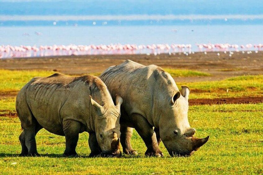2 Days, 1 Night Safari - Lake Nakuru National Park From Kisumu 1