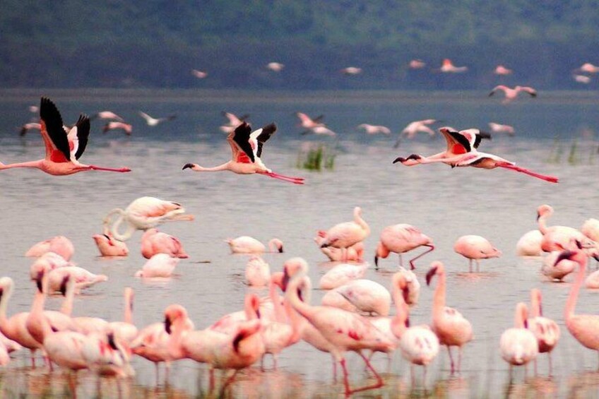 2 Days, 1 Night Safari - Lake Nakuru National Park From Kisumu 5