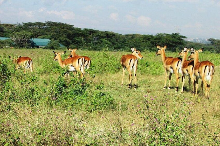 Un grupo de antílopes en un campo de hierba con árboles al fondo. 4