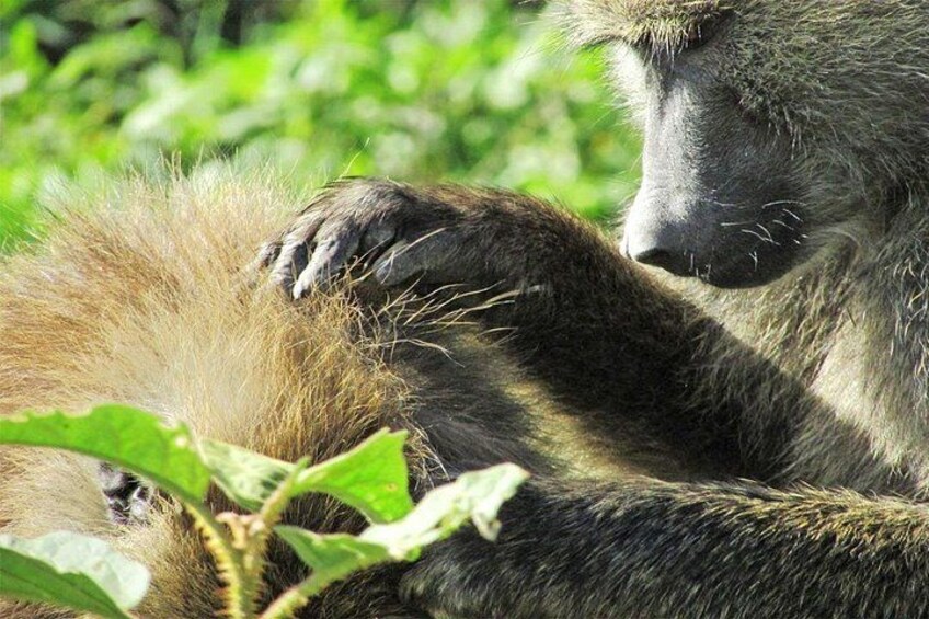 Primer plano del pelaje de un animal y una planta. 5
