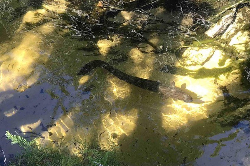 A river with clear water reflecting sunlight, surrounded by greenery and rocks. 4
