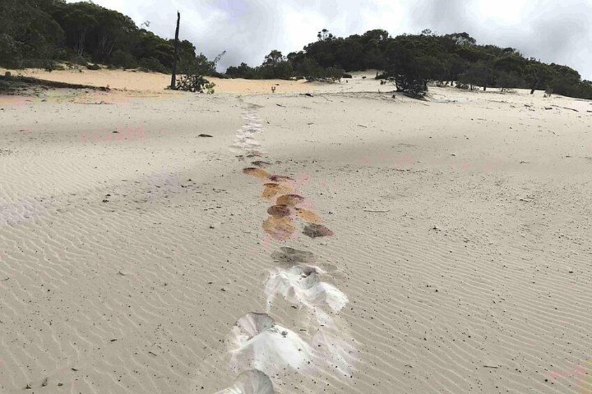 A sandy beach with footprints leading towards the water. 2