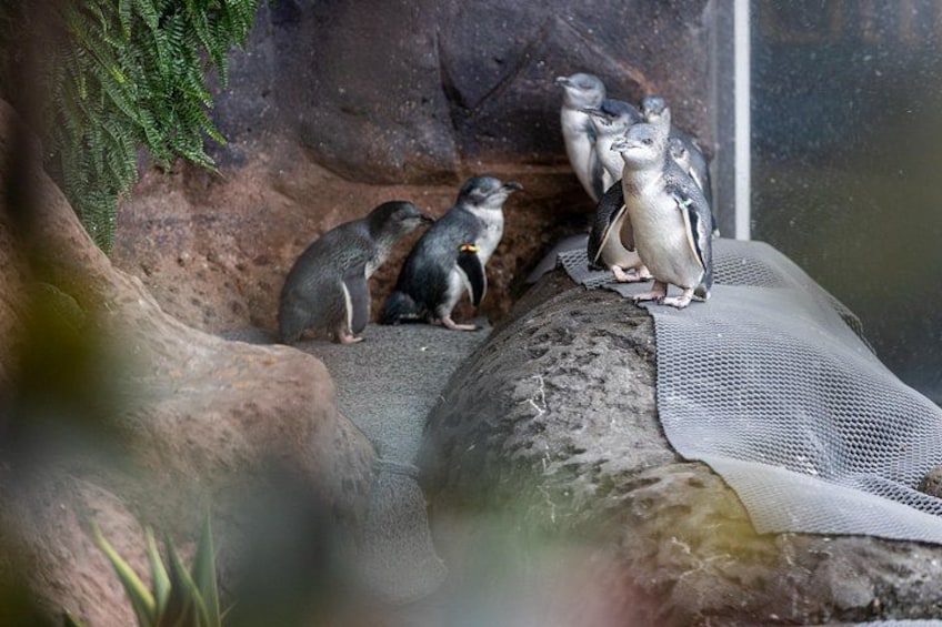 Pinguïns op een rotsachtige ondergrond met een netbedekking. 2